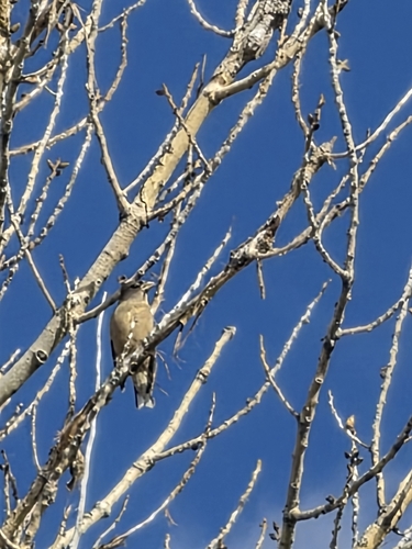 Coccothraustes coccothraustes observed 2026-10-28