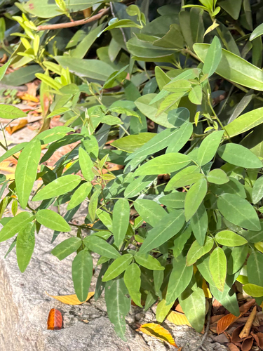 Desmodium observed 2026-10-28