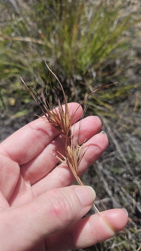 Themeda triandra observed 2026-10-28