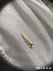 Calamotropha paludella