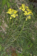 Erysimum sylvestre