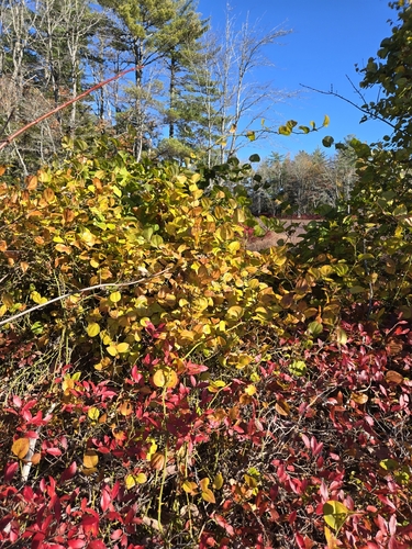 Smilax observed 2026-10-28