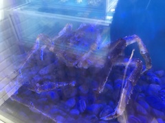 Paralithodes camtschaticus