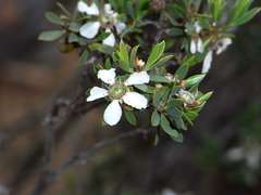 Leptospermum coriaceum