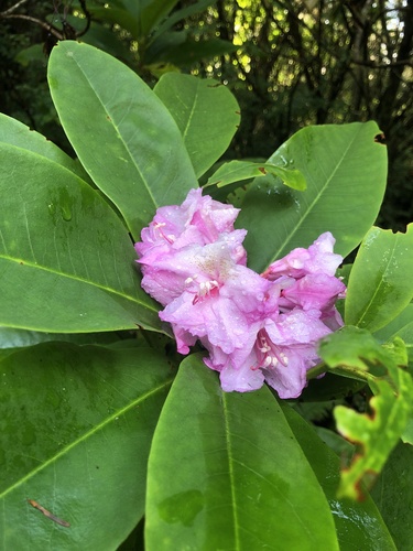 Rhododendron observed 2026-10-28