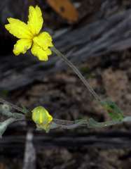 Goodenia robusta