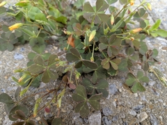 Oxalis corniculata corniculata