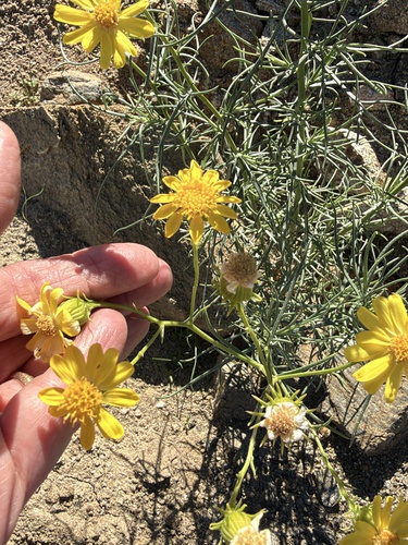 Senecio flaccidus observed 2026-10-28