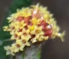 Podotheca angustifolia