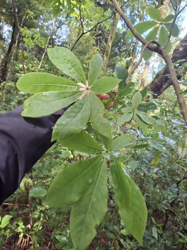 Schefflera observed 2026-10-29