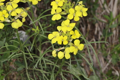 Erysimum sylvestre