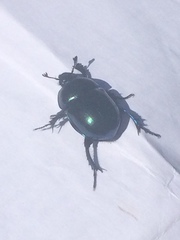 Trypocopris vernalis