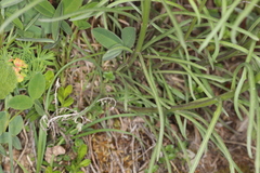 Erysimum sylvestre