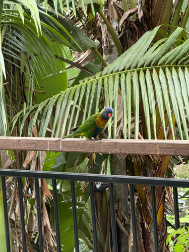 Trichoglossus chlorolepidotus observed 2026-10-28