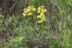 Erysimum sylvestre