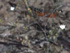 Podolepis capillaris