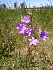 Campanula stevenii