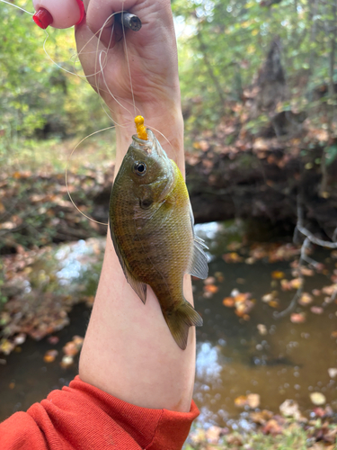 Lepomis macrochirus observed 2026-10-28