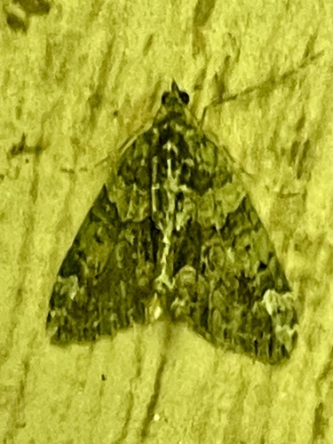 Cidaris cidaris observed 2026-10-28