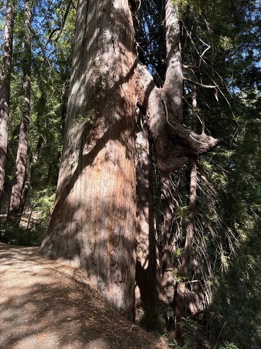 Sequoia sempervirens observed 2026-10-28