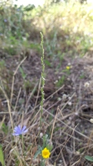 Lolium rigidum