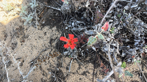 Castilleja observed 2026-10-28
