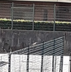 Phoenicurus phoenicurus