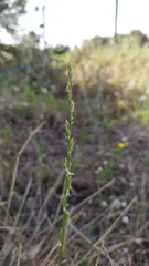 Lolium rigidum