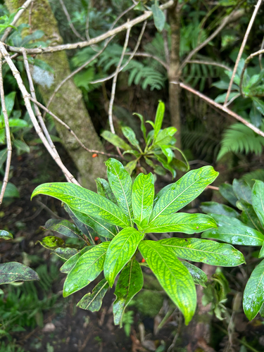 Coprosma longifolia observed 2026-10-27