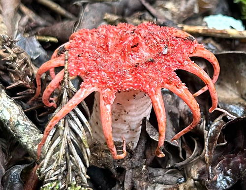 Aseroe rubra observed 2026-10-27
