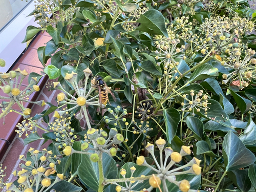 Vespula vulgaris observed 2026-10-28