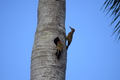 Melanerpes striatus
