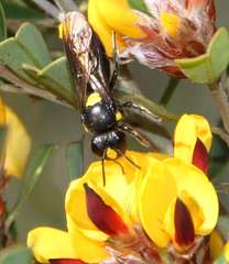 Amphylaeus morosus
