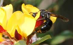 Amphylaeus morosus