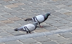 Columba livia domestica