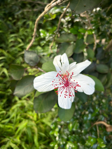 Hibiscus arnottianus observed 2026-10-22