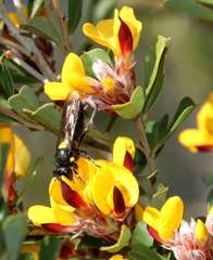 Amphylaeus morosus