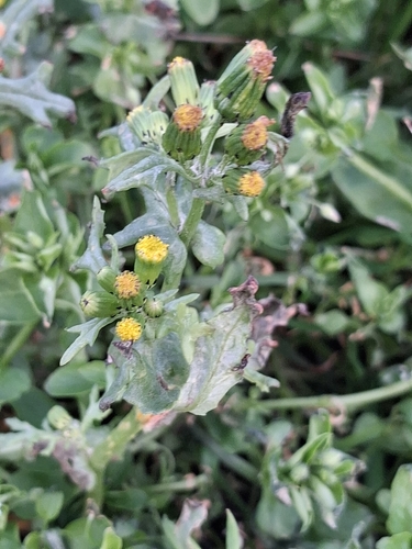 Senecio vulgaris observed 2026-10-28