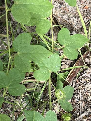 Passiflora foetida observed 2026-10-28