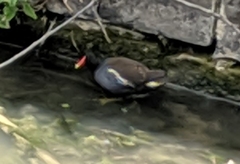 Gallinula chloropus