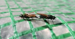 Chloromyia