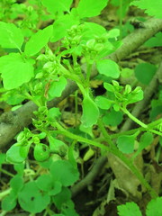 Chrysosplenium pilosum
