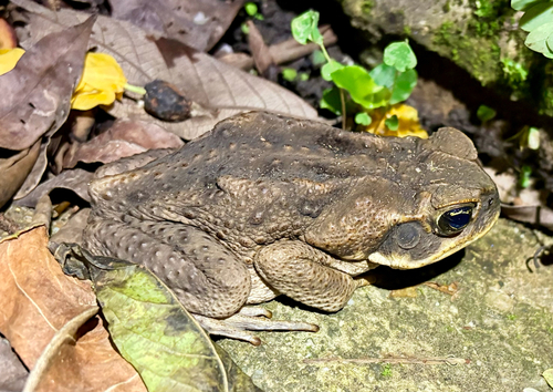 Rhinella marina observed 2026-10-28