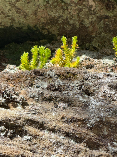 Lycopodium observed 2026-10-28