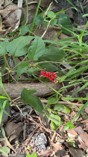 Rivina humilis observed 2026-10-28