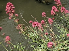 Centranthus ruber