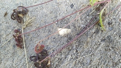 Scorpiurus muricatus