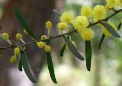 Acacia rostriformis