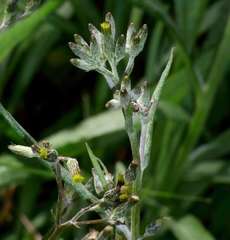 Senecio quadridentatus