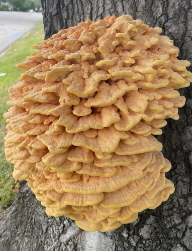 Laetiporus sulphureus observed 2026-10-28